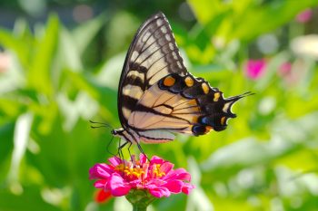 Eastern Tiger Swallowtail (Papilio glaucus)