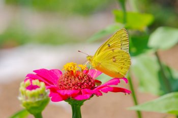 Orange Sulphur (Colias eurytheme)