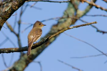 Eastern Wood-Pewee (Contopus virens)