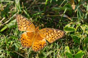 Euptoieta claudia (Variegated Fritillary)