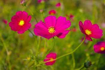 <em>Cosmos bipinnatus</em>