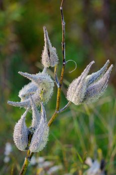 Milkweed Pods