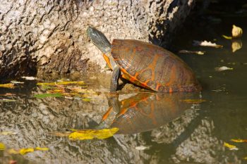 Pseudemys rubriventris​ (Northern Red-bellied Cooter)