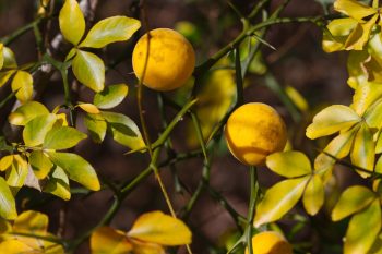 Trifoliate Orange