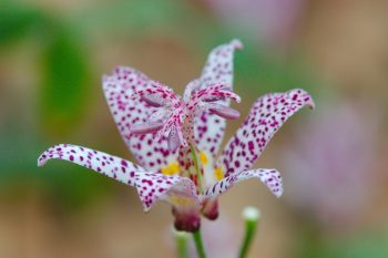 Tricyrtis (Toad Lily)