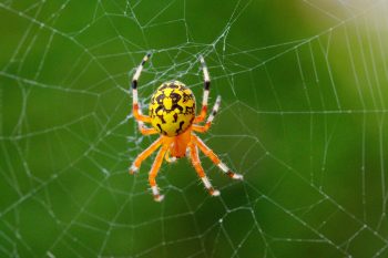 Araneus marmoreus (Marbled Orbweaver)