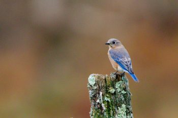 Sialia sialis (Eastern Bluebird)