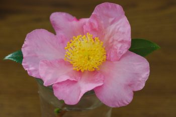 Camellia ‘Winter's Star’