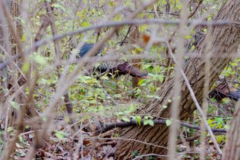 Wild Turkeys