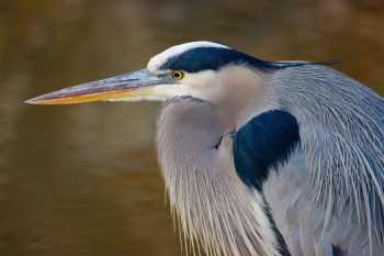 Great Blue Heron (Ardea herodias)