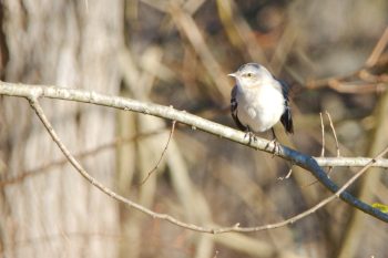 Northern Mockingbird (Mimus polyglottos)