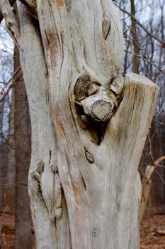 Juniper Trunk