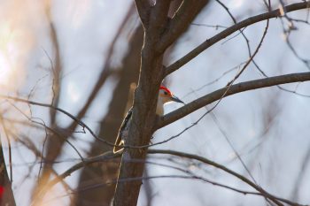 Red-bellied Woodpecker (Melanerpes carolinus)