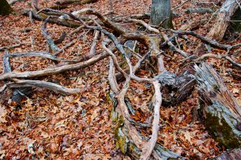 Woodland Detritus