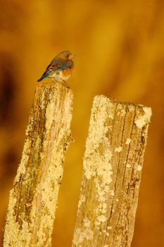 Eastern Bluebird (Sialia sialis)