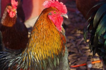 Ayam Kampung Rooster