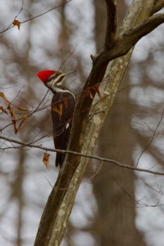 Pileated Woodpecker (Dryocopus pileatus)