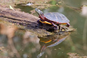 Painted Turtle (Chrysemys picta)