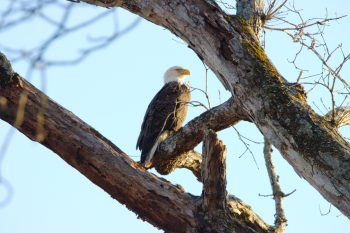 Bald Eagle (Haliaeetus leucocephalus)