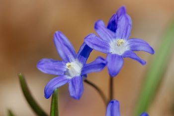 Chionodoxa forbesii (Glory Of The Snow)