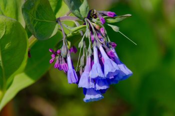 Virginia Bluebells (Mertensia virginica)