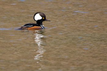 Hooded Merganser (Lophodytes cucullatus)