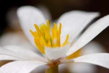 Sanguinaria canadensis (Bloodroot)