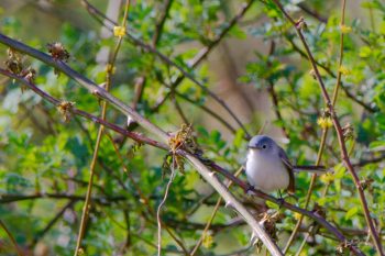 Blue-gray Gnatcatcher (Polioptila caerulea)