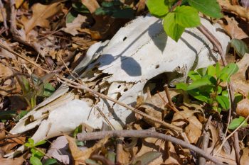 Deer Skull