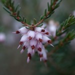 Heather Flowers