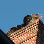 Turkey Vulture on Chimney