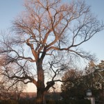 Osage Orange