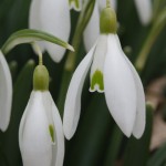 Galanthus nivalis