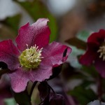 Helleborus orientalis