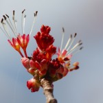 Acer Rubrum (Red Maple)