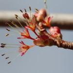Acer Rubrum (Red Maple)