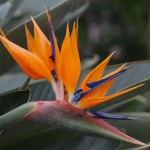 Strelitzia reginae (Bird of Paradise)