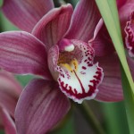 Cymbidium Chili Pepper ‘Hot Stuff’