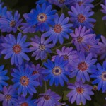 Pericallis Senetti® Mini True Blue (Cineraria)