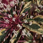 Clerodendrum quadriloculare ‘Brandonii’(Firecracker Flower)