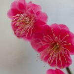 Prunus mume ‘Kobai’ (Japanese Flowering Apricot)