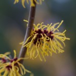 Hamamelis x intermedia ‘Harlow Carr’ (Witchhazel)