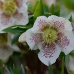 Lenten Rose