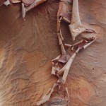 Acer griseum (Paperbark Maple)