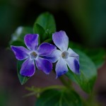 Vinca major (Periwinkle)