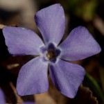 Vinca minor (Periwinkle)