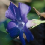 Vinca minor (Periwinkle)