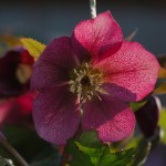 Helleborus orientalis (Lenten Rose)