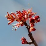 Maple Flowers