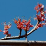 Maple Flowers